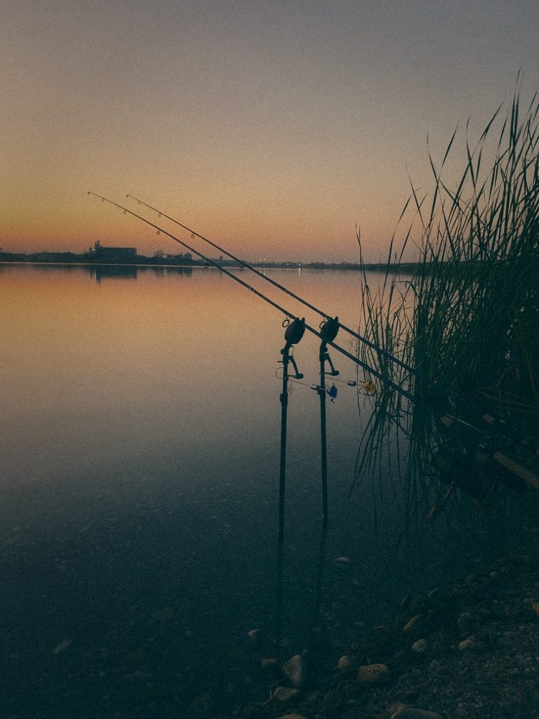 Styria Carp