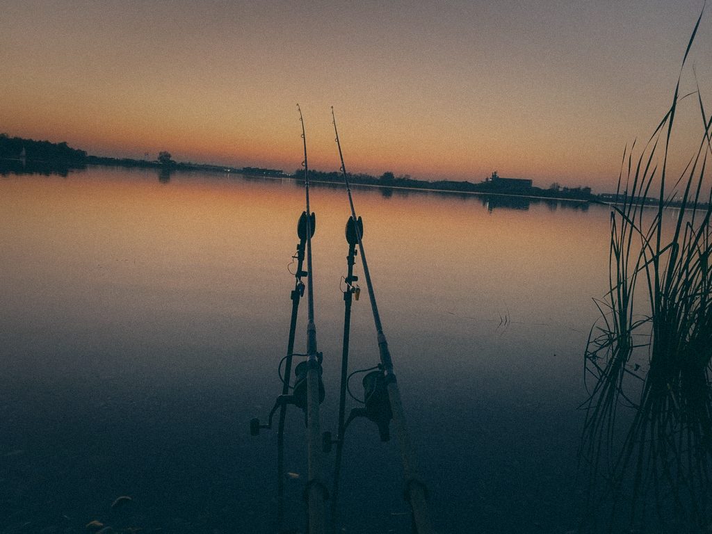 Styria Carp