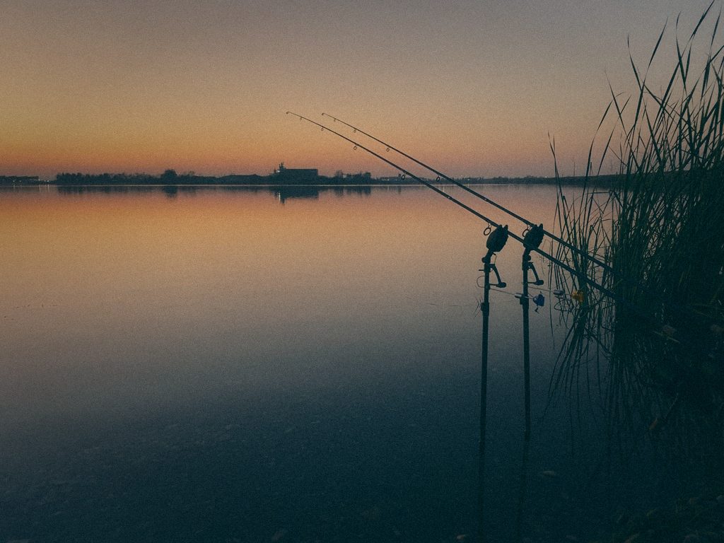 Styria Carp