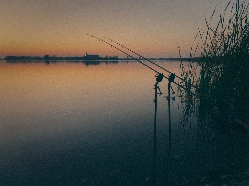 Styria Carp