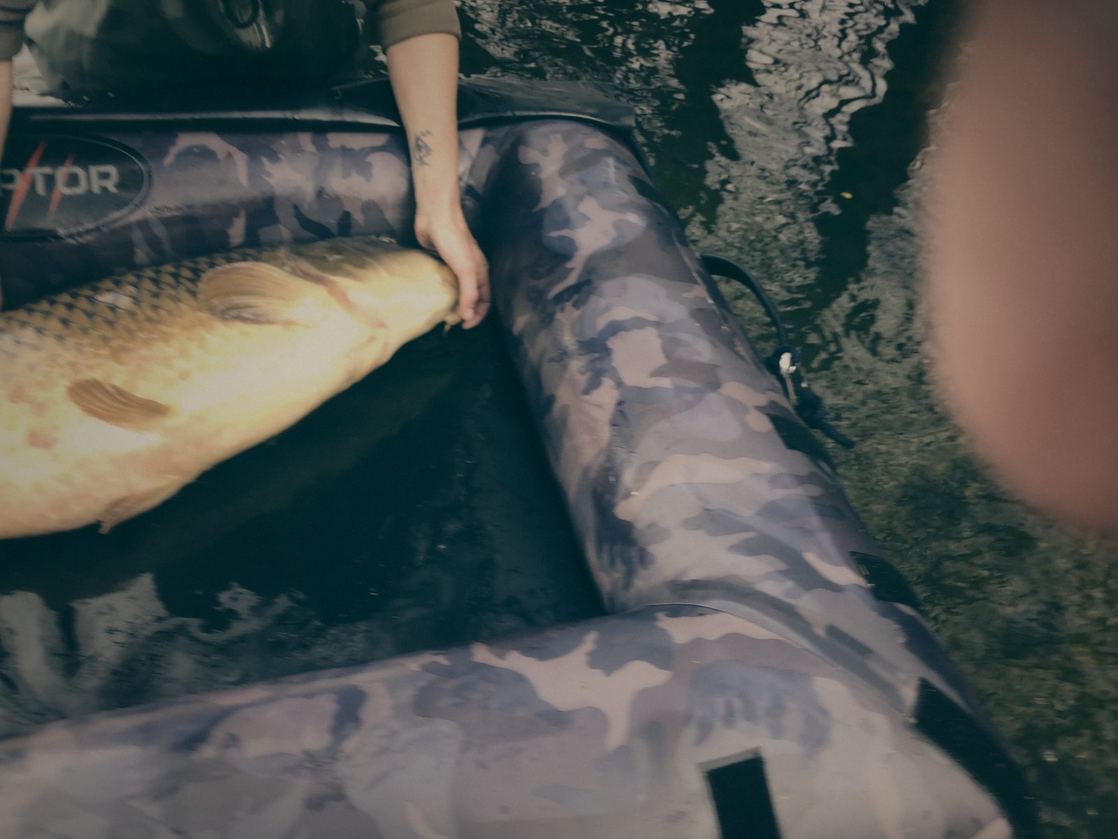 Styria Carp
