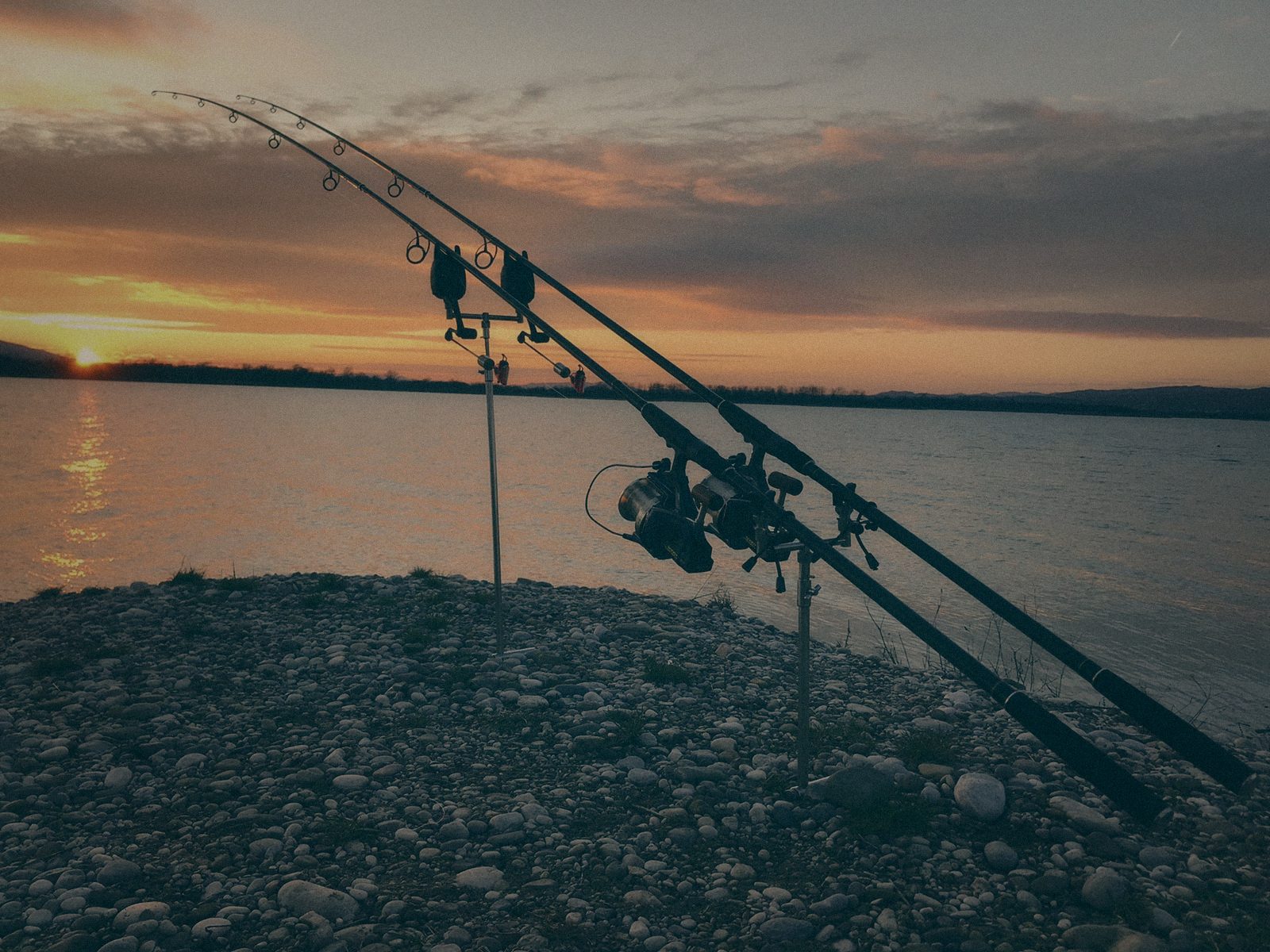 Styria Carp