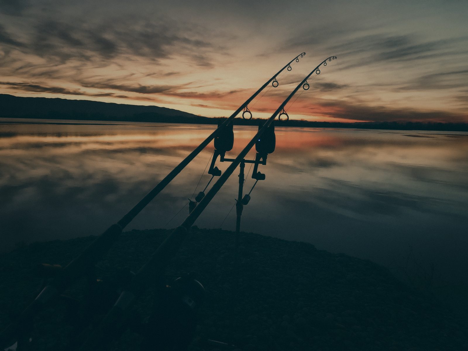 Styria Carp