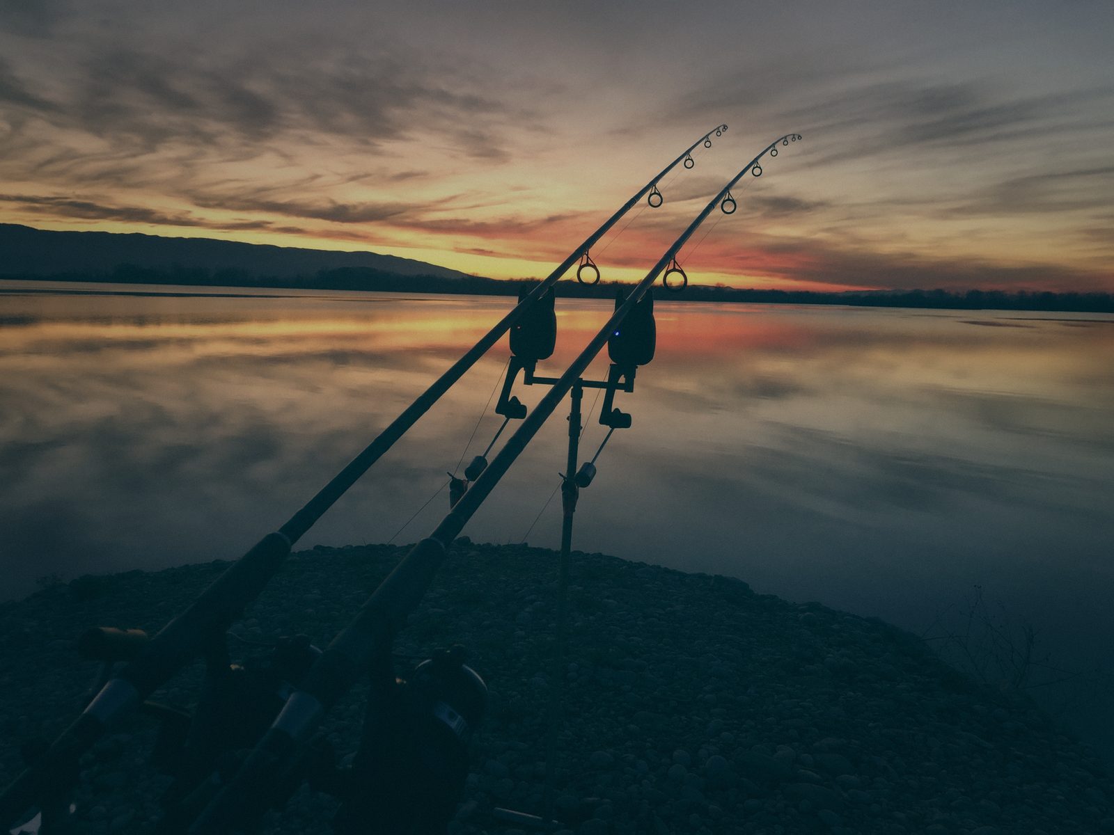 Styria Carp