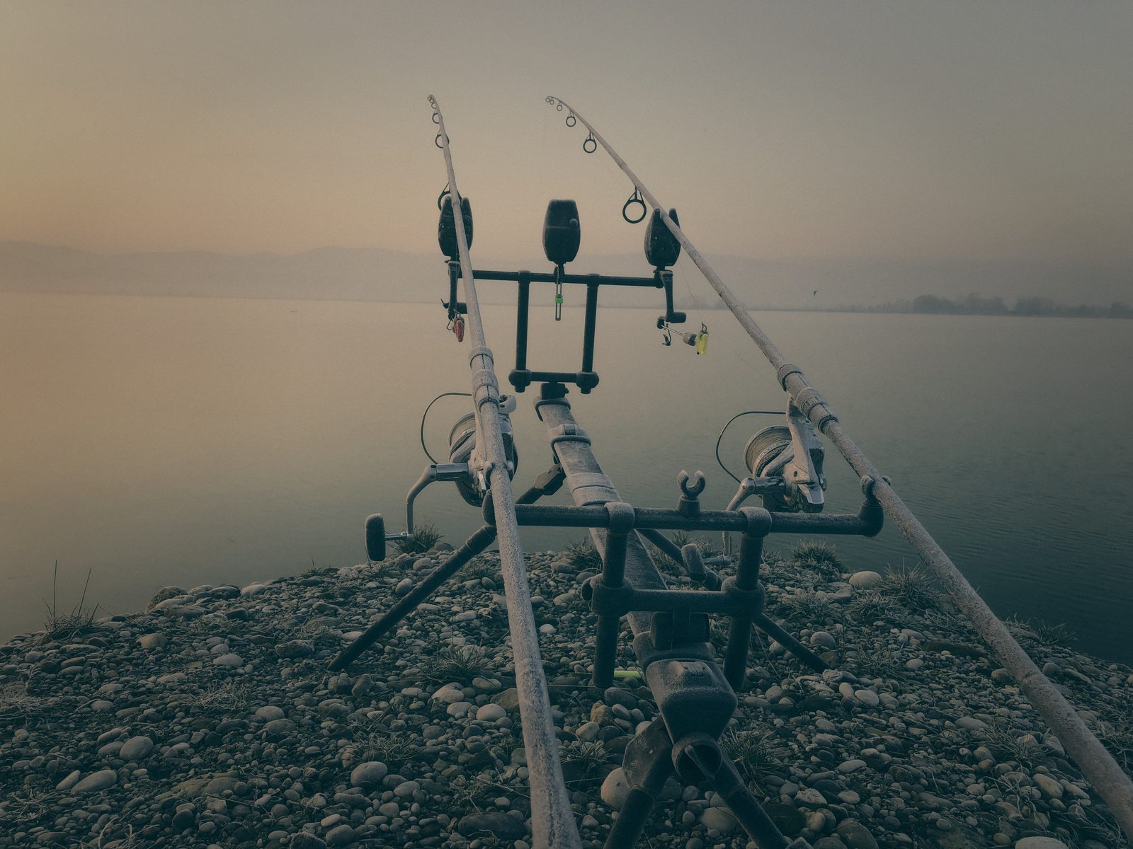 Styria Carp