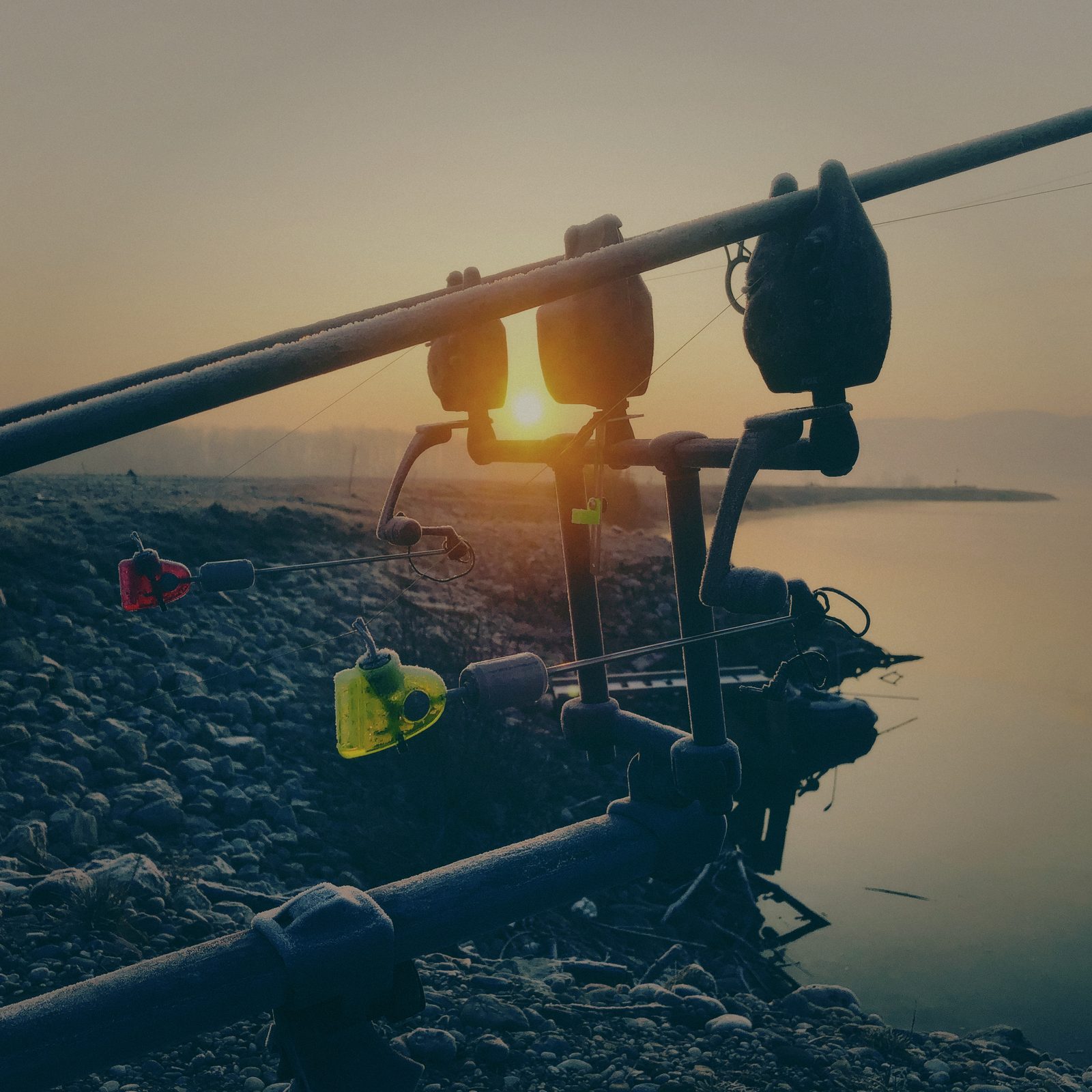 Styria Carp