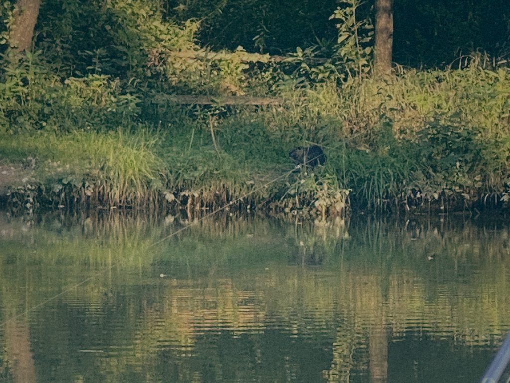 Styria Carp