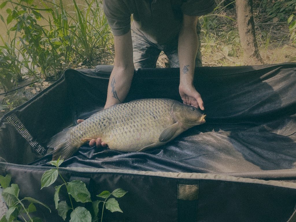 Styria Carp