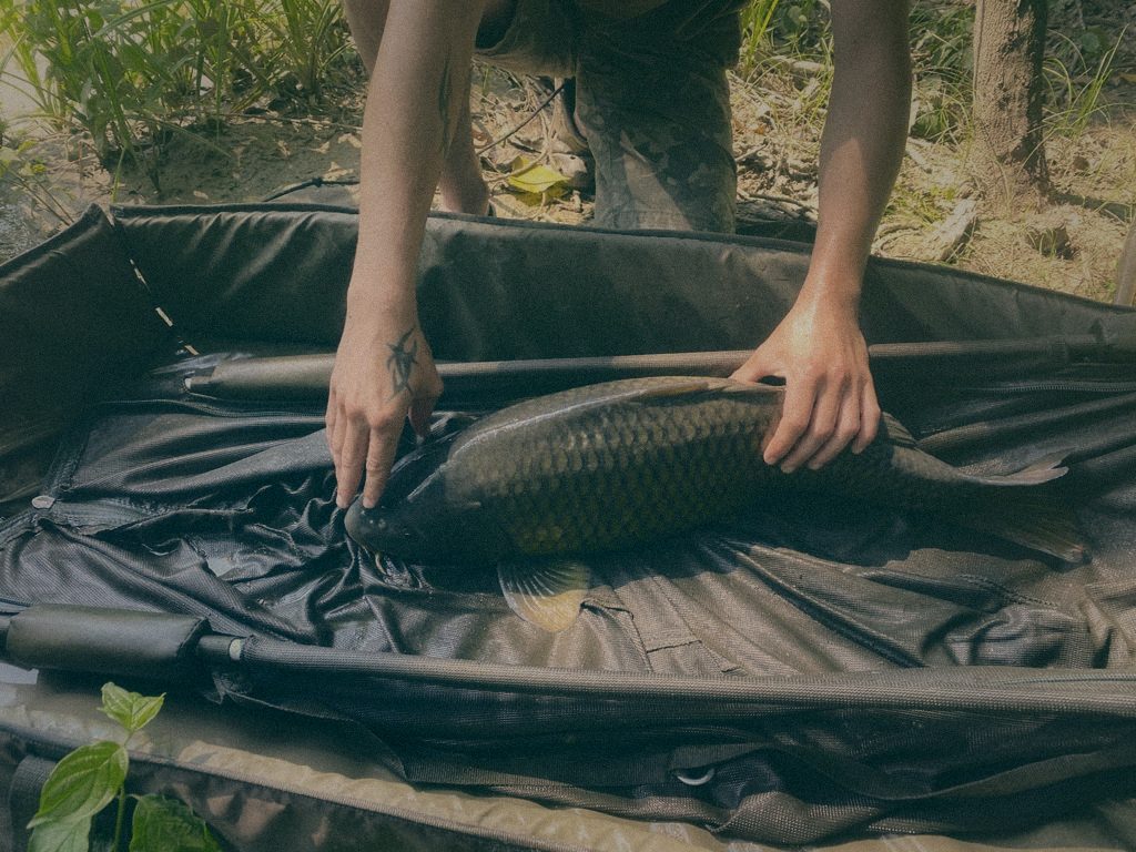 Styria Carp