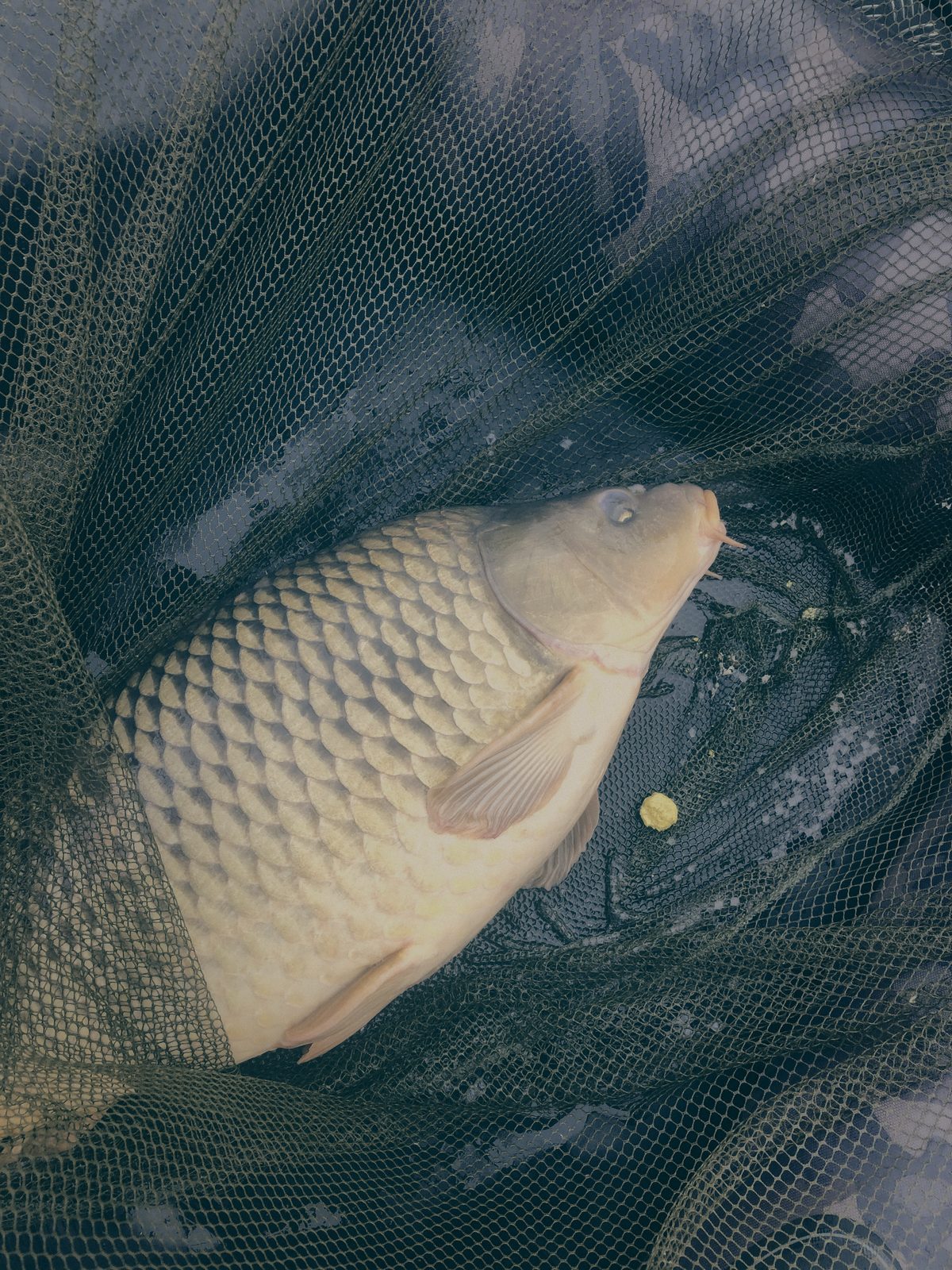 Styria Carp