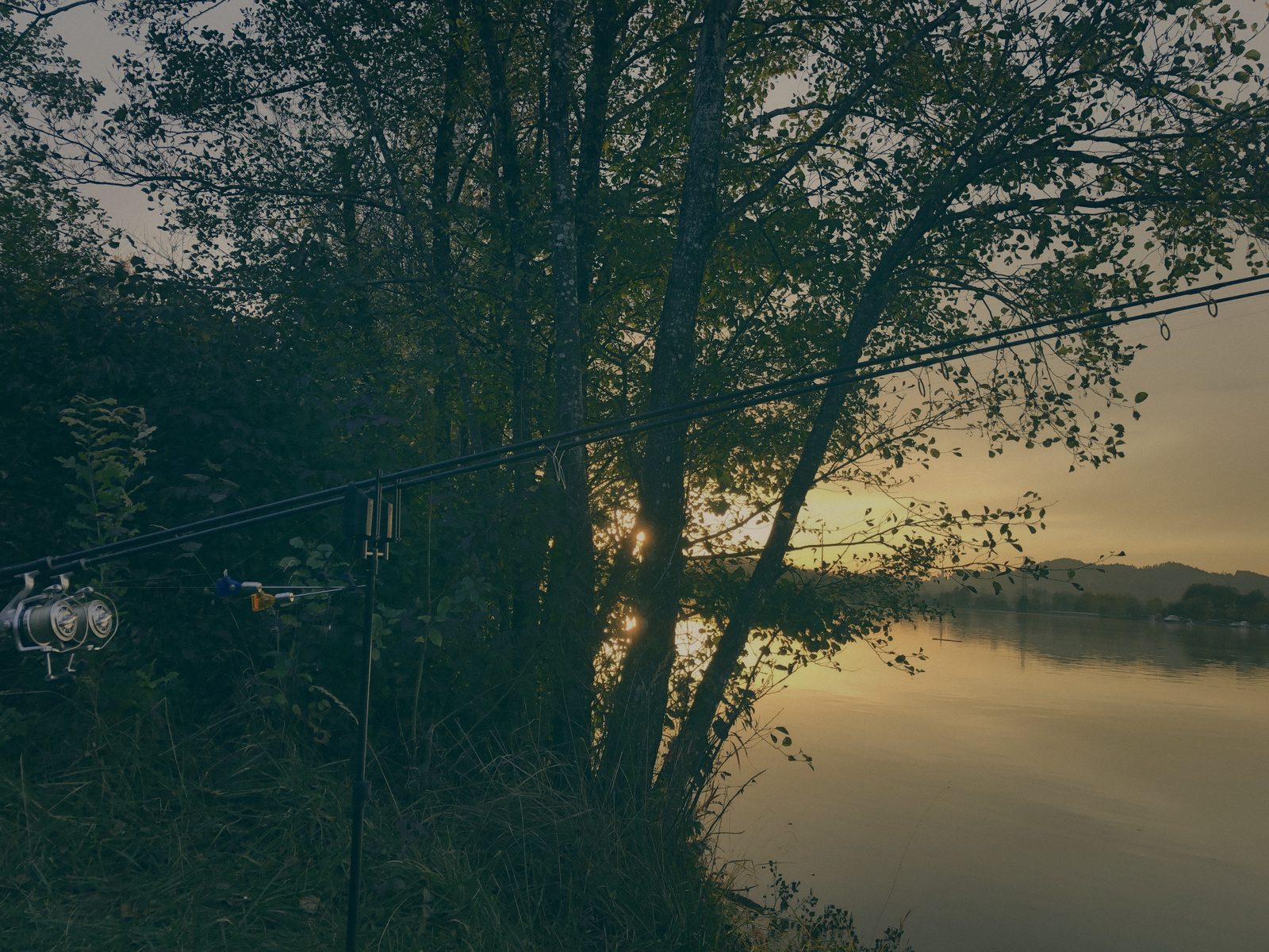 Styria Carp