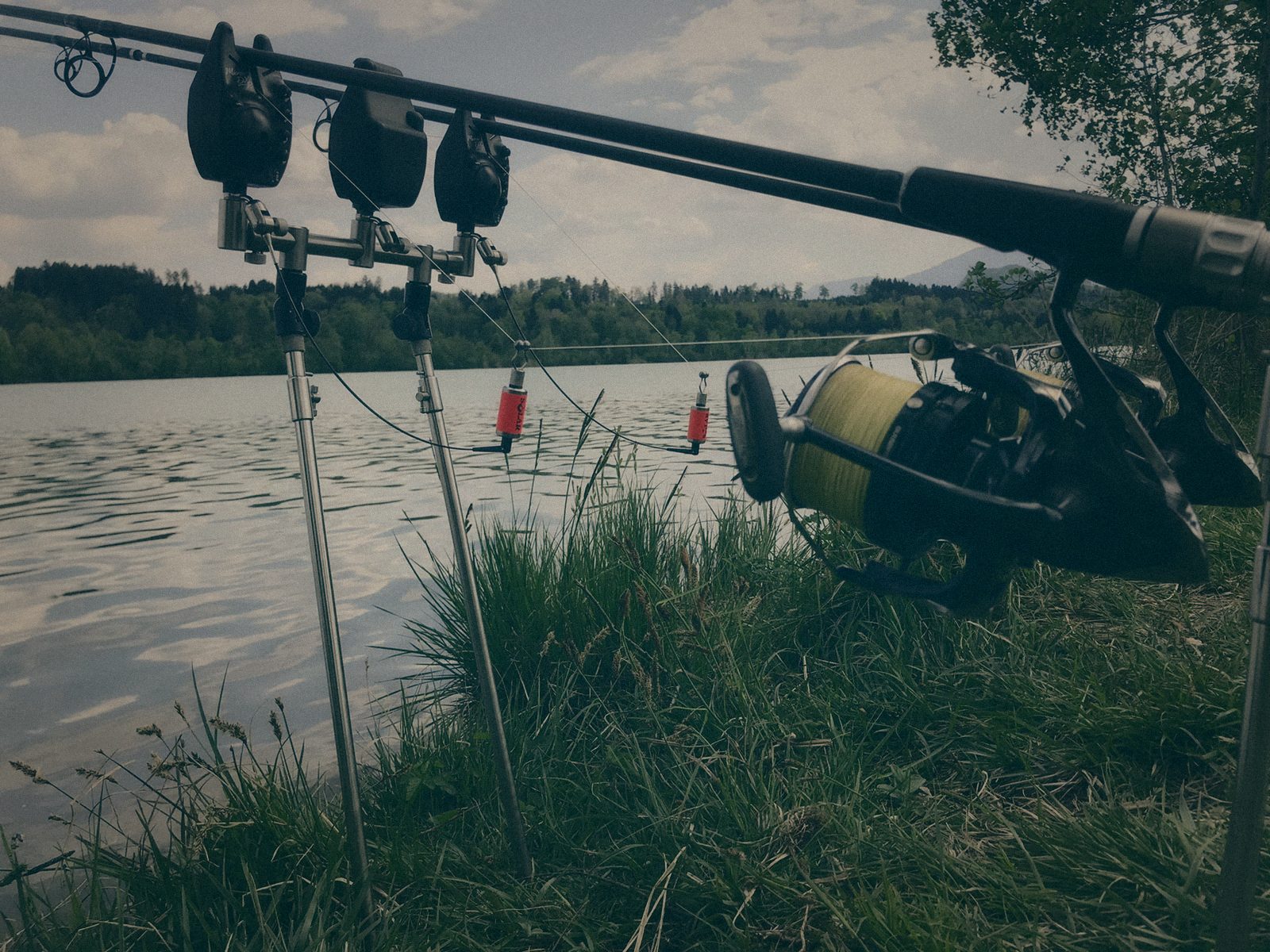 Styria Carp