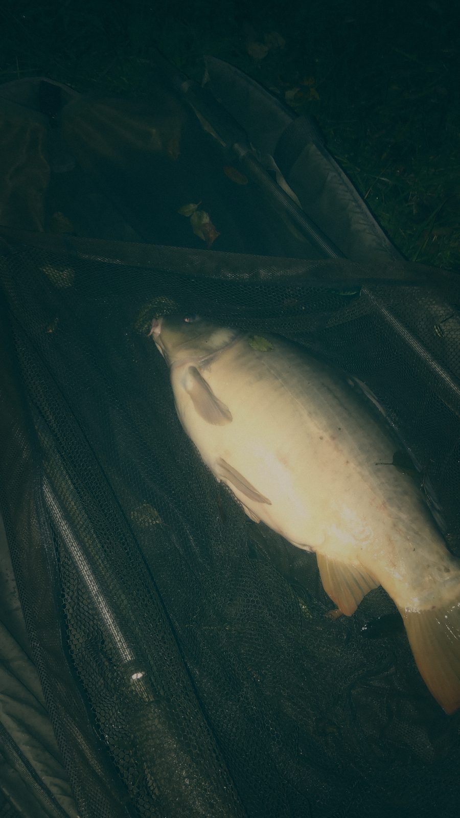 Styria Carp
