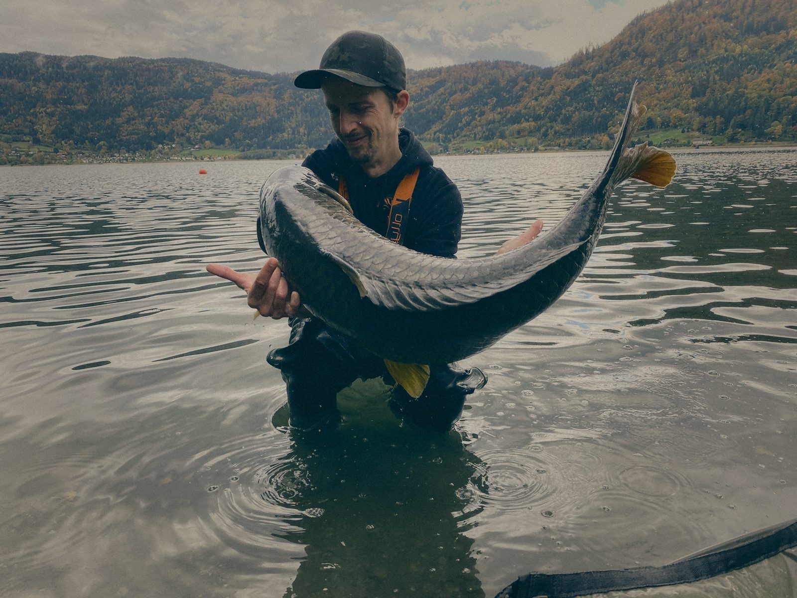 Styria Carp