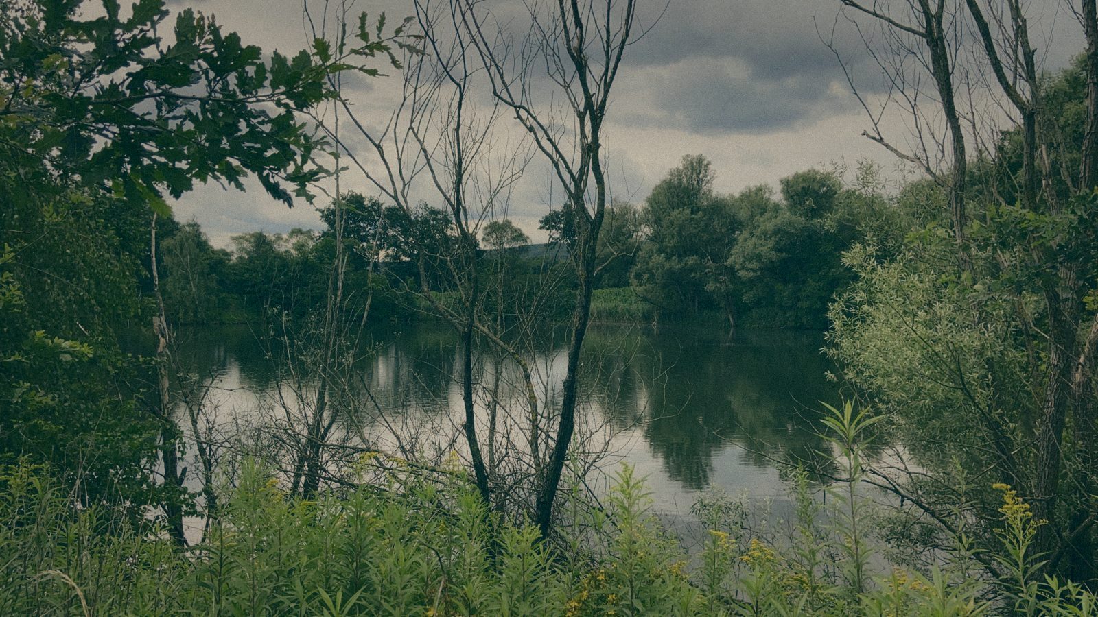 Styria Carp