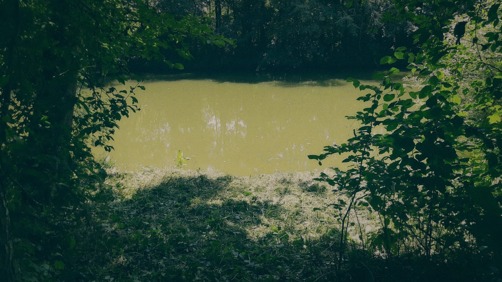 Styria Carp