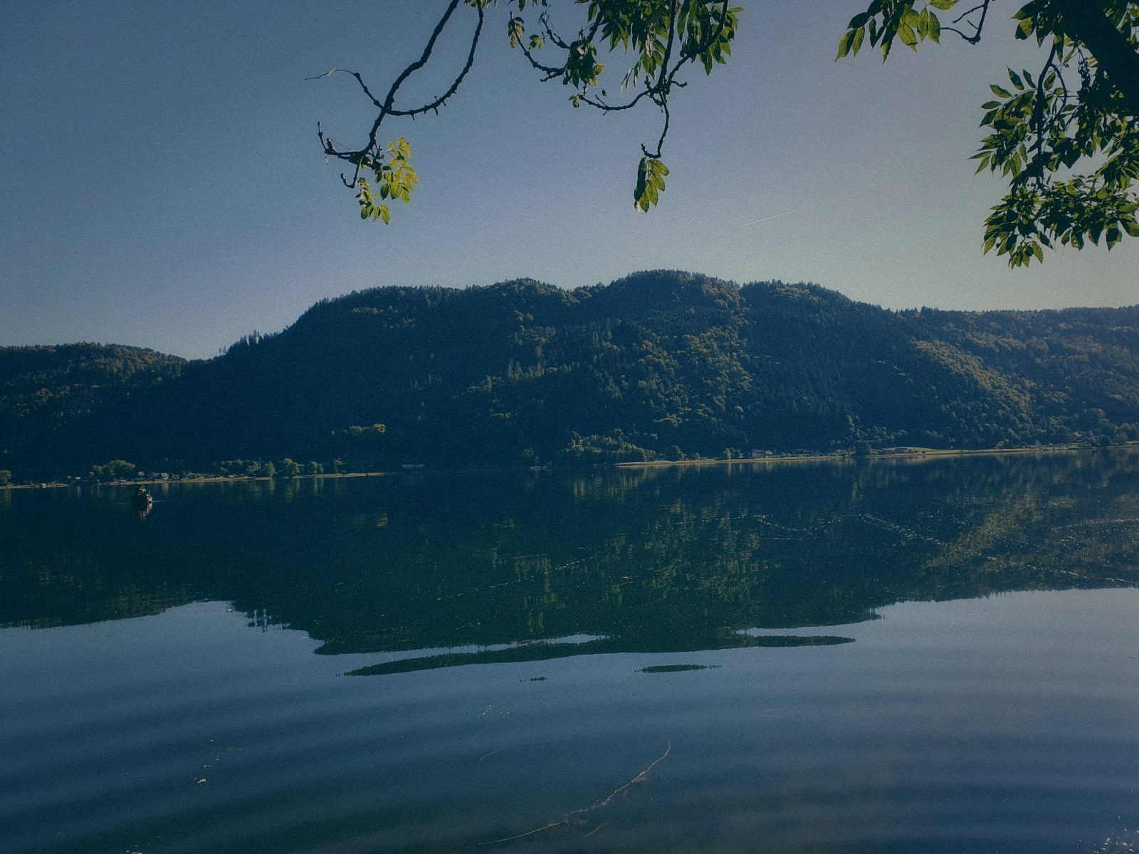 Styria Carp