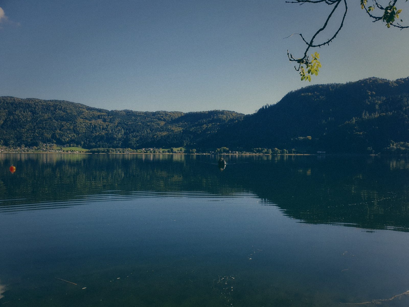 Styria Carp
