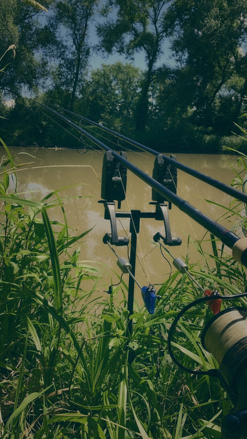 Styria Carp