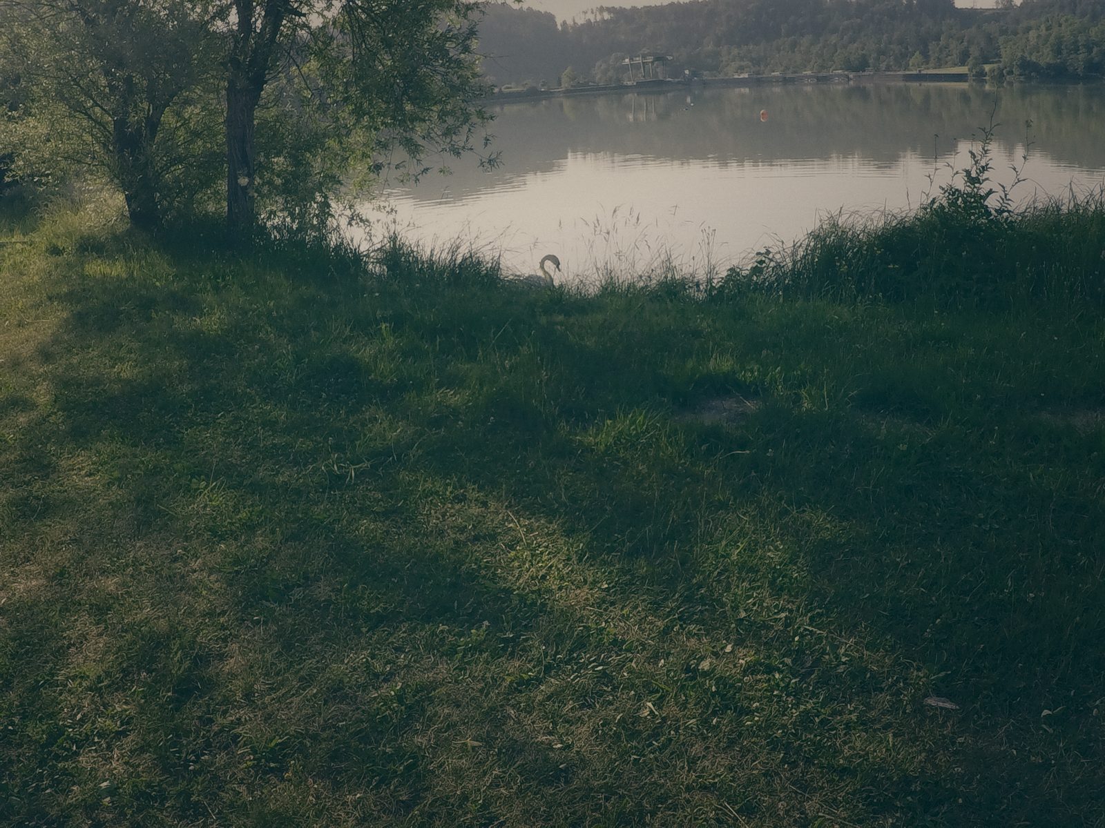 Styria Carp